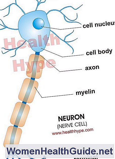 Neurone (cellula nervosa)