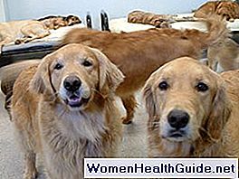 Malattie degli animali domestici che colpiscono gli esseri umani (cani, gatti, uccelli)