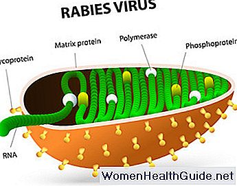Human Rabies Virus Diffusione, morte, colpi