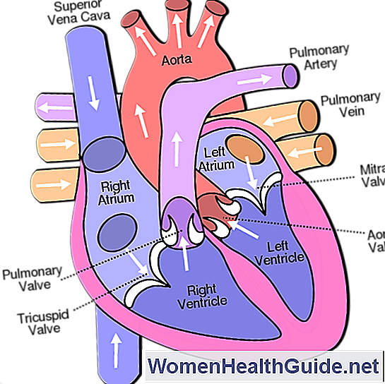 Tipi E Sintomi Della Malattia Cardiaca; Fisiologia, Immagini, Video 💊 