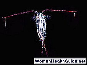 Drakunkulose (Guinea Worm Disease)