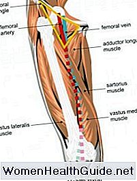 Bacak Arterleri (Uyluk, Alt Bacak, Ayak) Anatomi, Ä°simler, Resimler ðŸ’Š